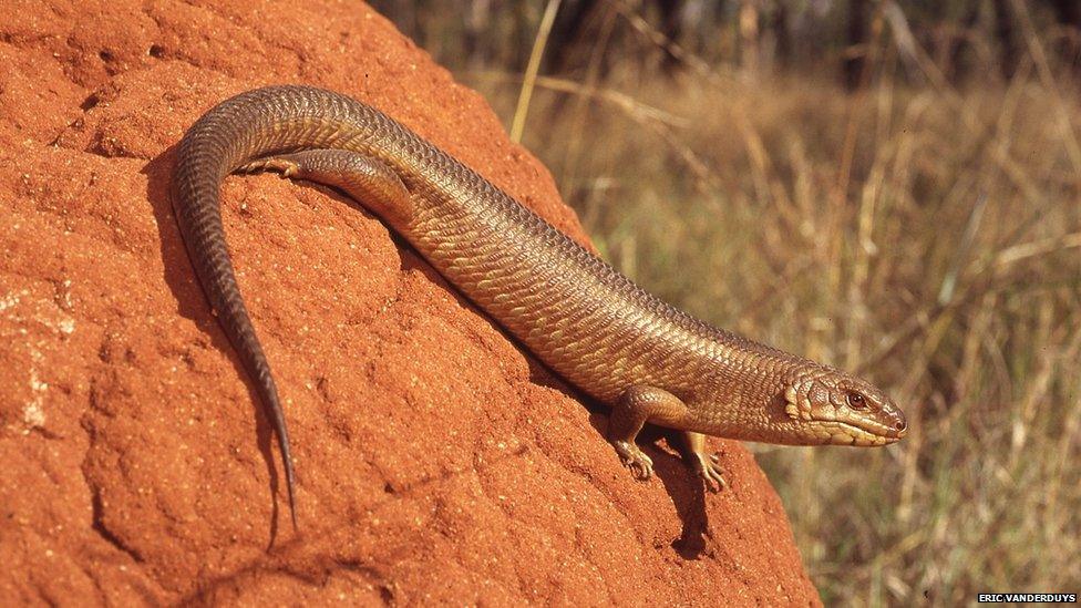 Australia's Yakka Skink