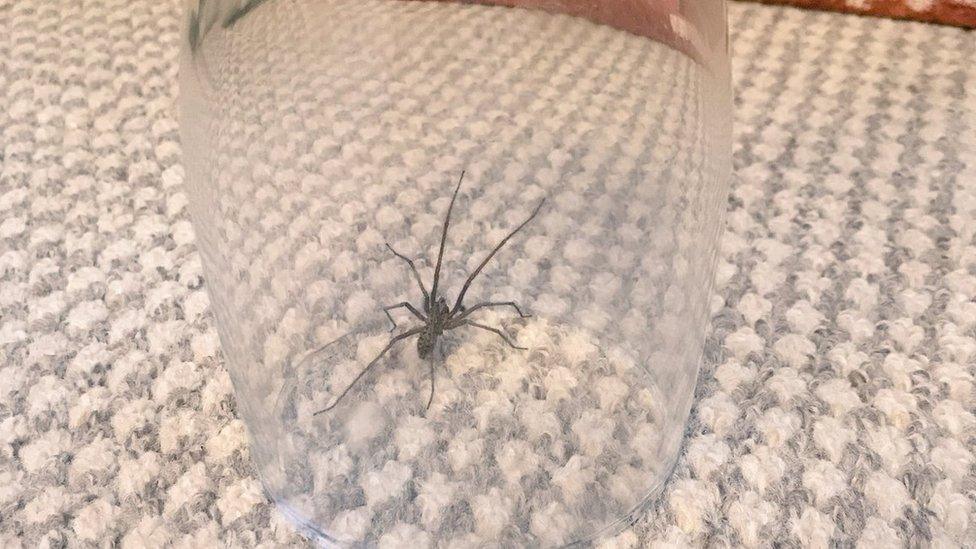 A spider in a pint glass