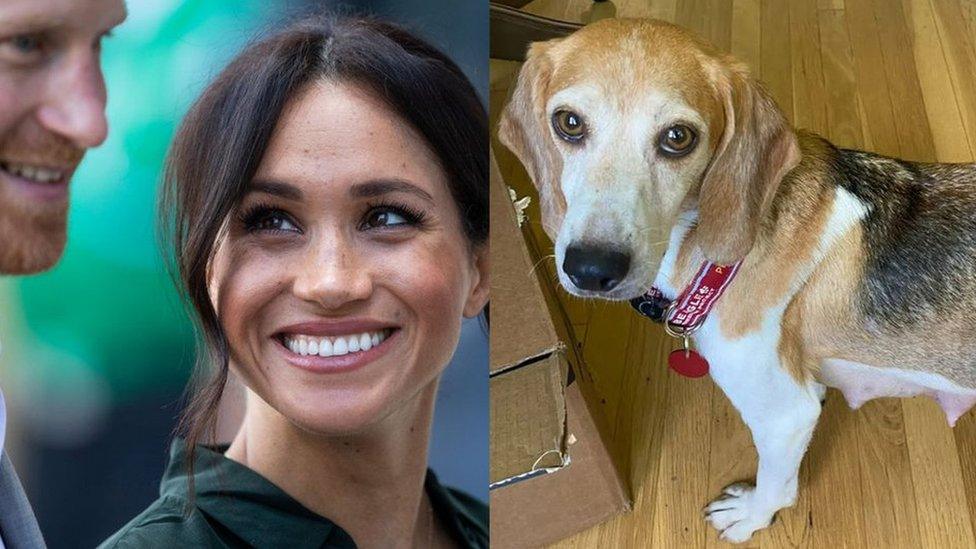 Harry and Meghan and a photo of beagle called Mamma Mia