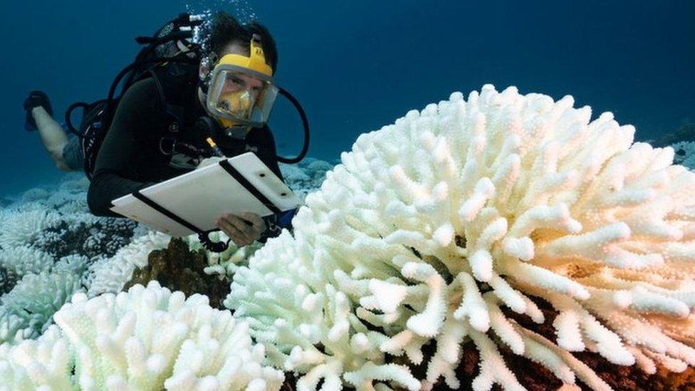 coral-reef-bleaching.