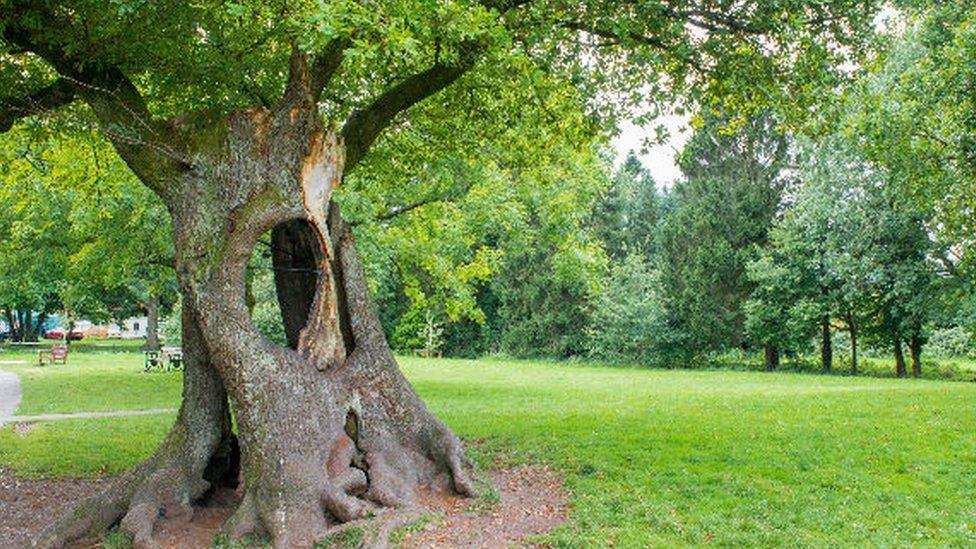 The Hollow tree, Gnoll Country Park, Neath Port Talbot