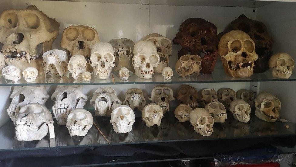 A cabinet with about 30 skulls on two shelves