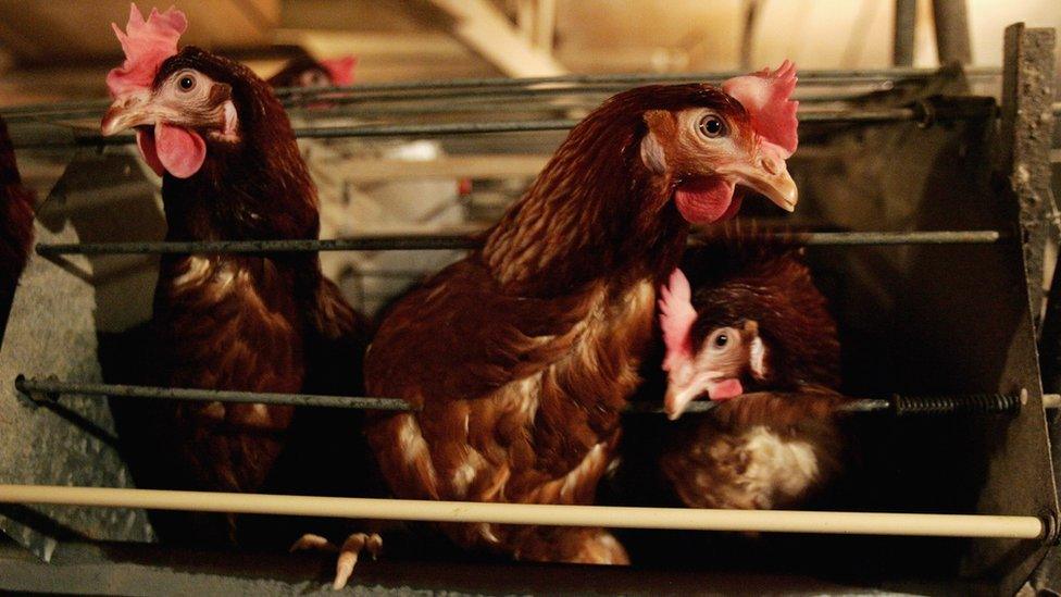 chickens in shed