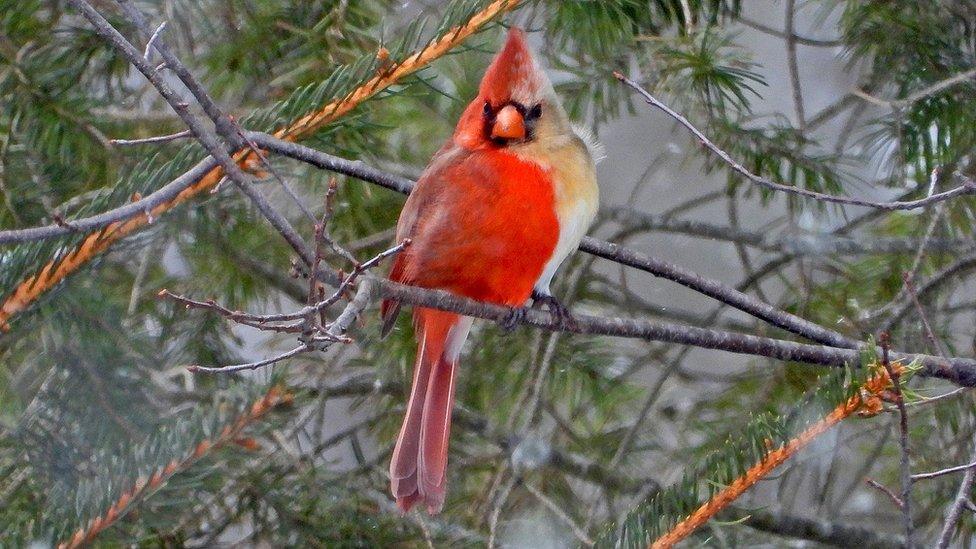 Northern cardinal