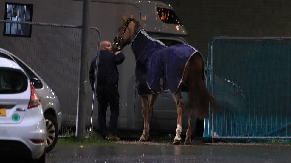 A horse is led through metal barriers