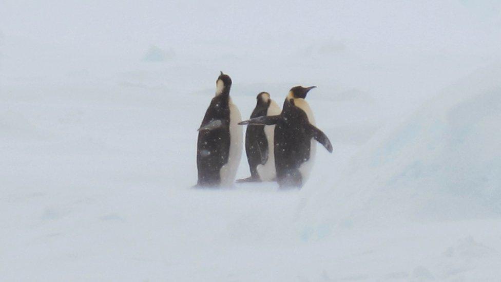 Penguins