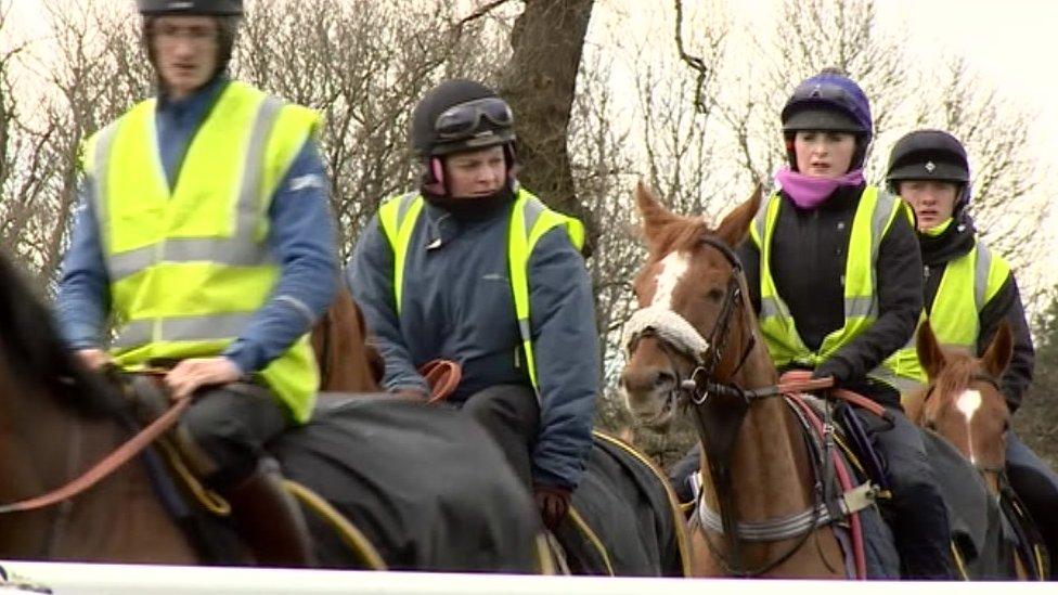 Horses being walked