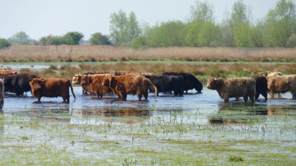 Highland cattle at Wicken Fen