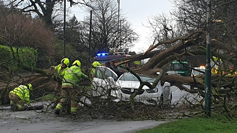 Car with fall tree on roof