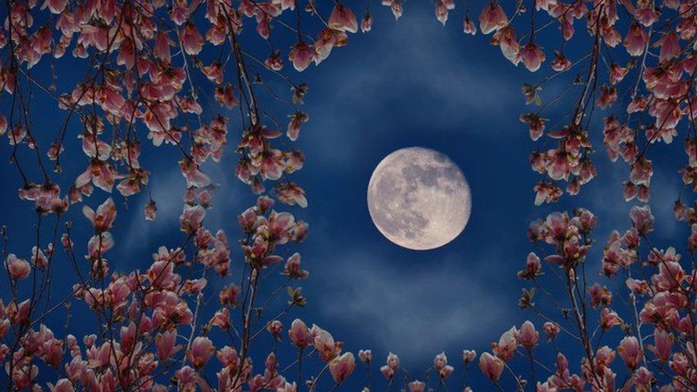 flowers-around-the-moon