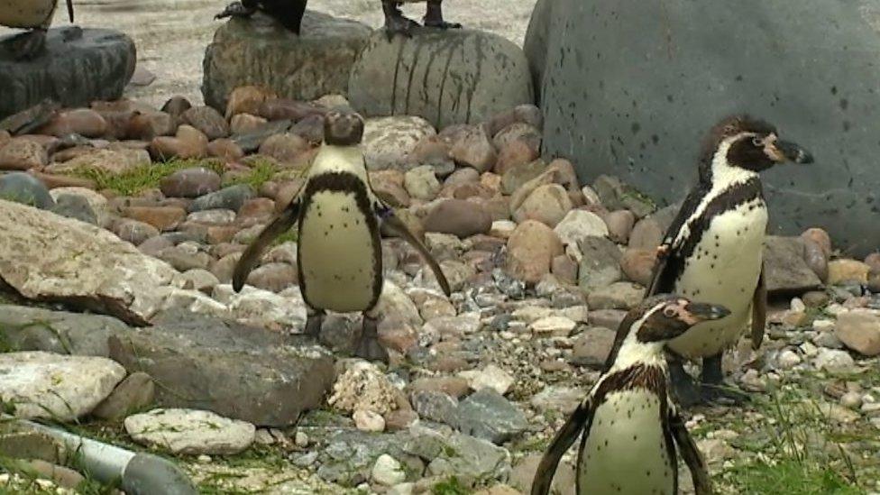 Penguins