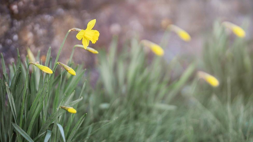 Cennhinen Pedr wedi blodeuo, ac eraill yn dechrau blodeuo