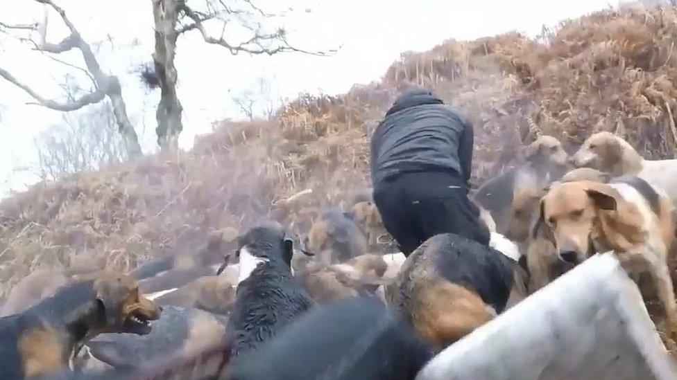 Hunt Hunt Saboteurs with hounds