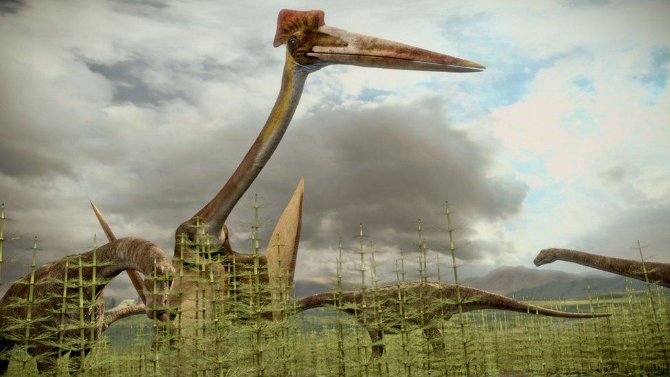 Hatzegopteryx - a giant pterosaur