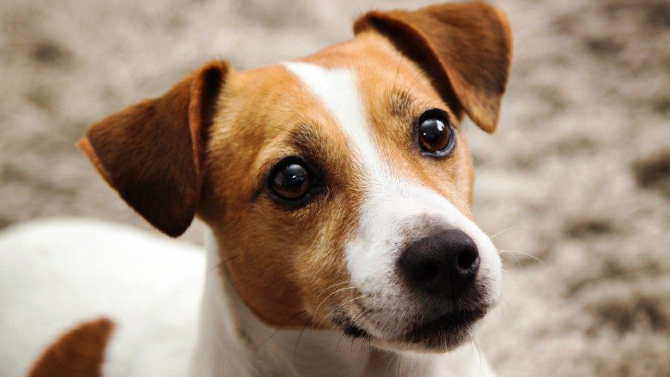 Jack Russell terrier