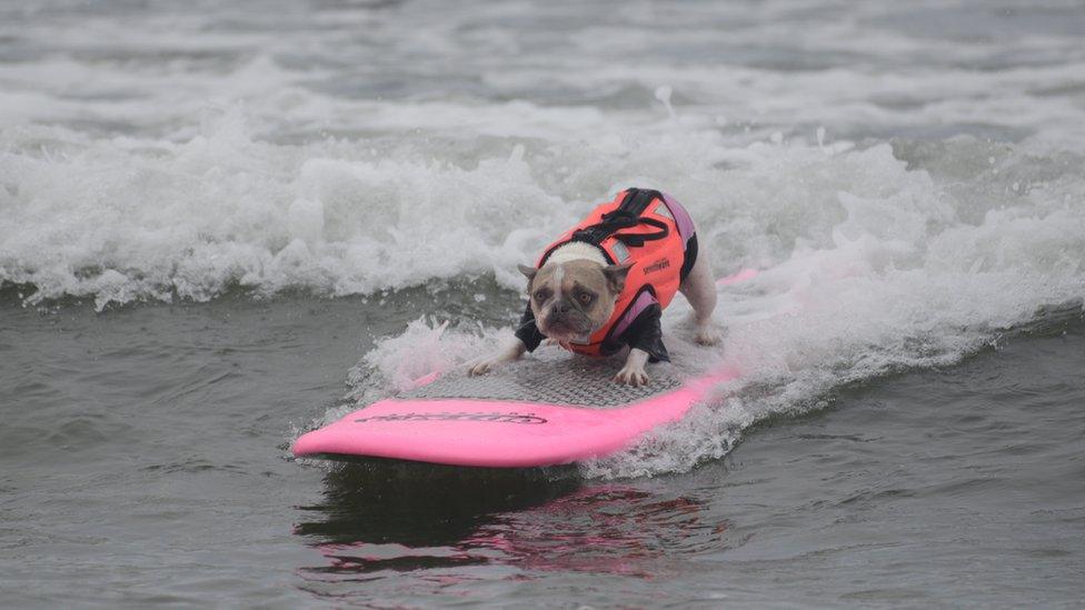 A small dog surfing