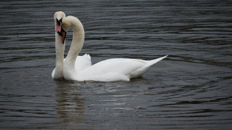 Swans