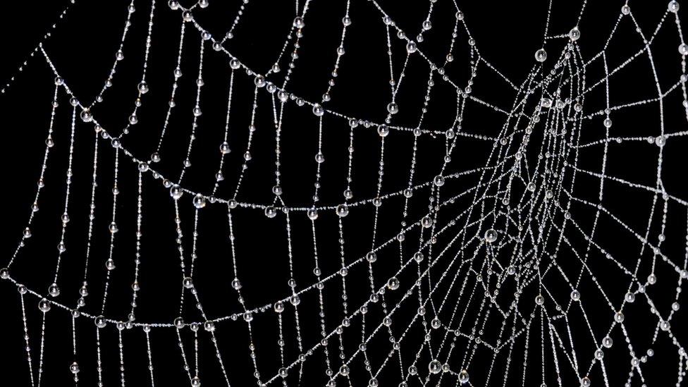 Water droplets on cobweb