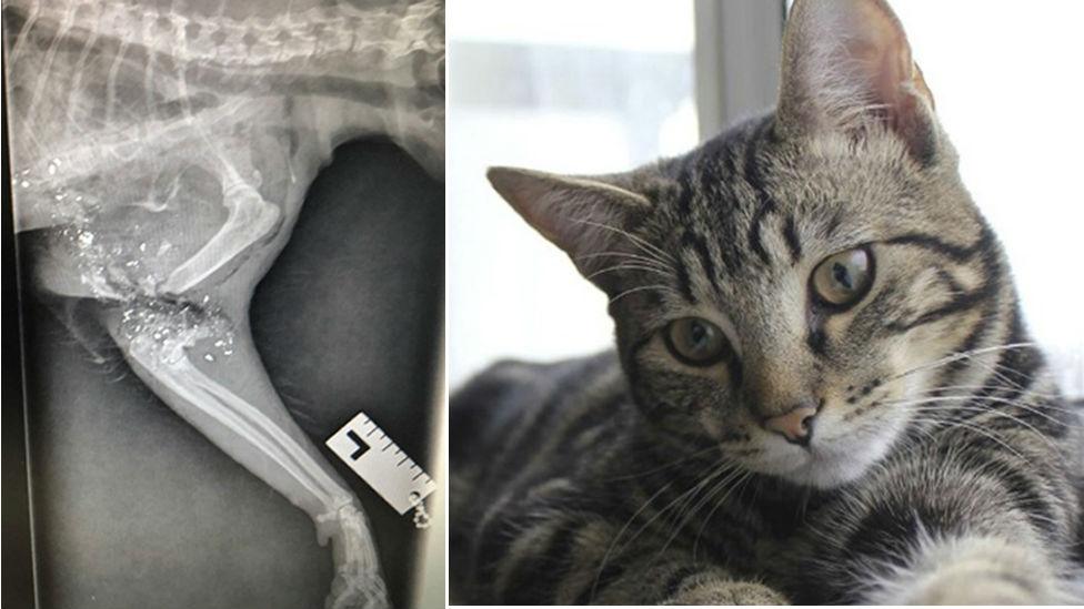 Duchy the cat and an X-ray of the pellet injury