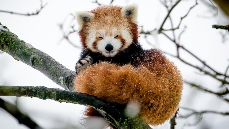 Red panda