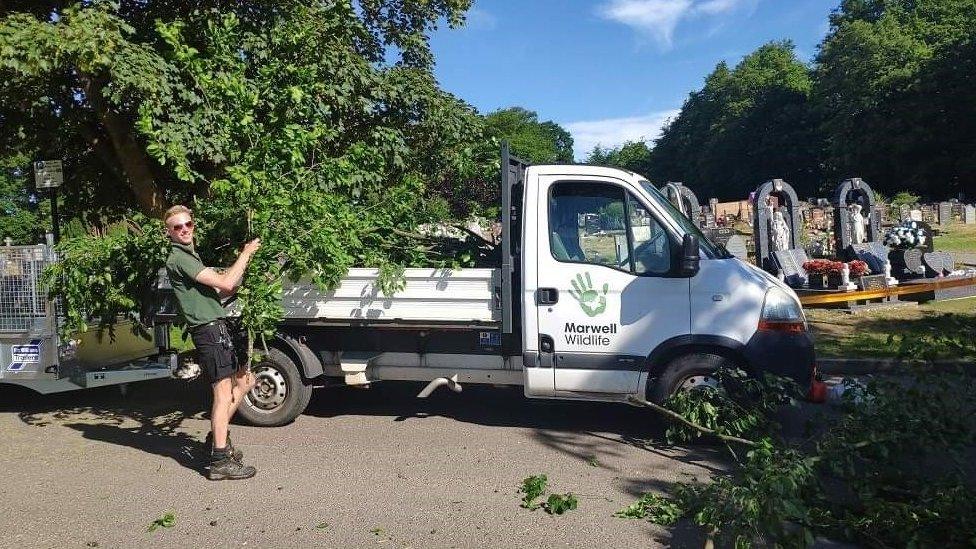 Felled hornbeam tree collected from the Southampton cemetery