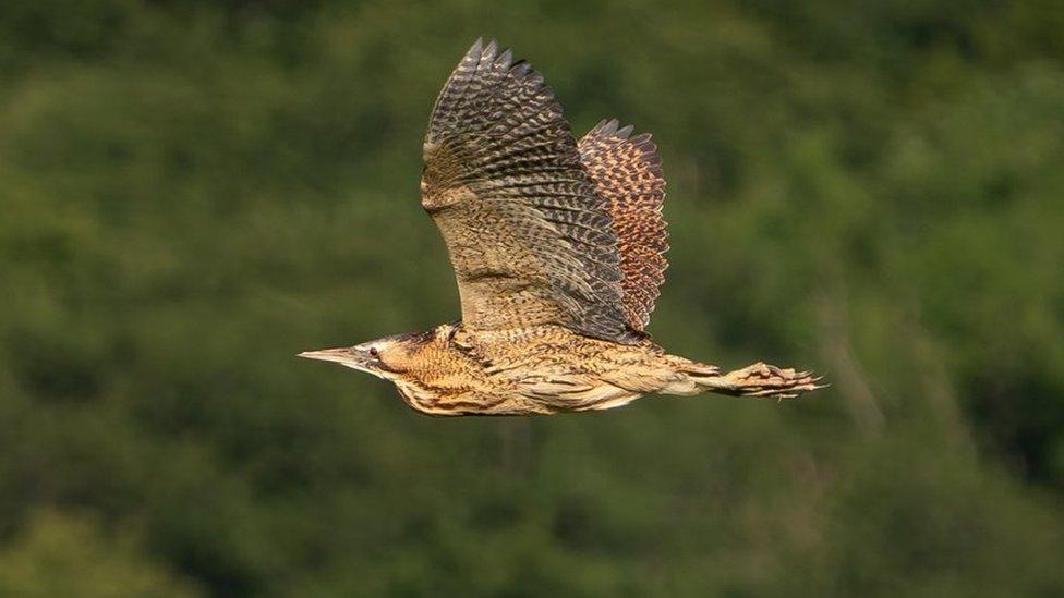 Bittern in flight