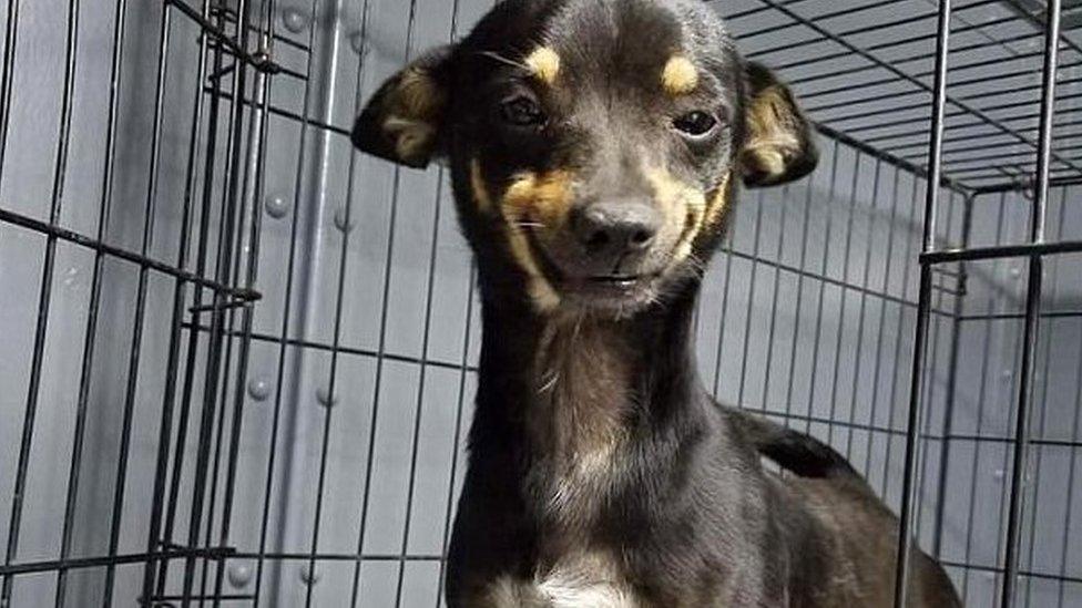 A small dog standing in a cage with an open door wears a big smile