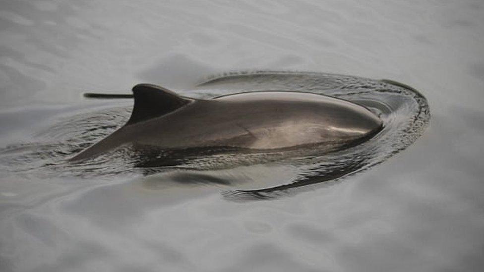 Harbour porpoise