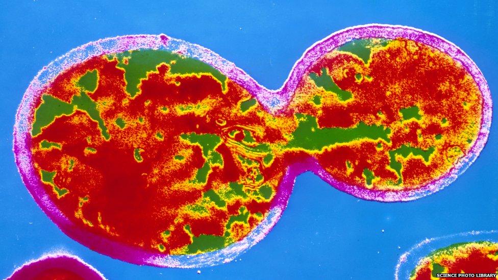 Yeast cells splitting