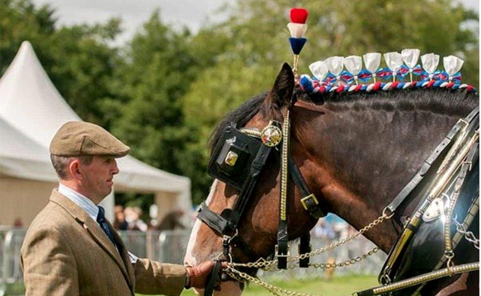 Man and horse