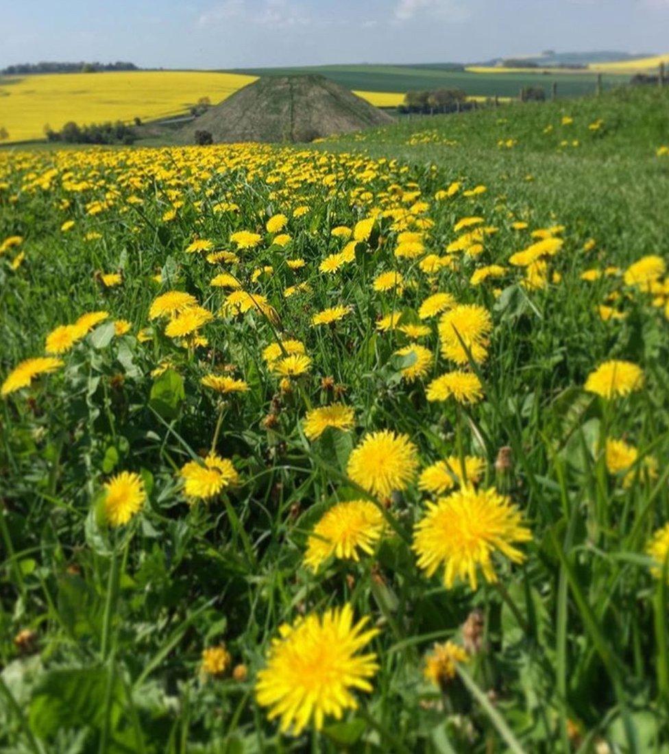 Dandelion plants in a field