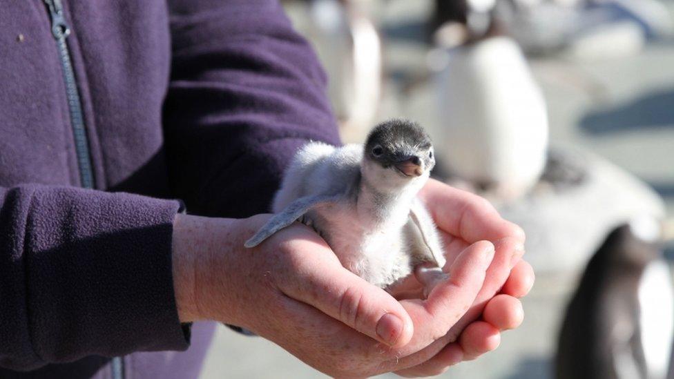 baby-penguin.