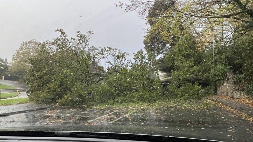 Tree down in Truro