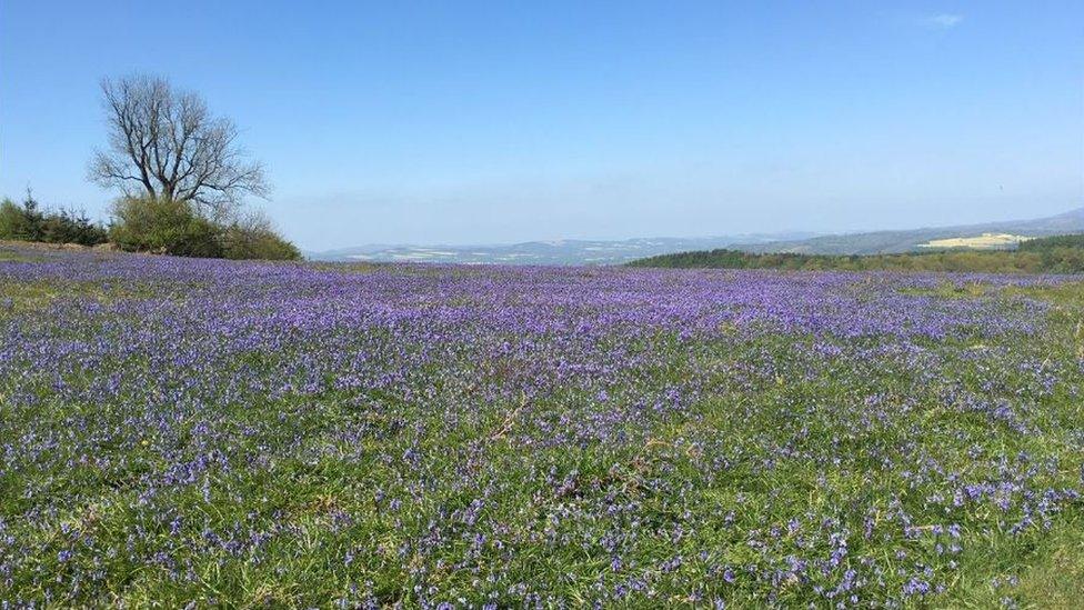 Carpet of bluebells