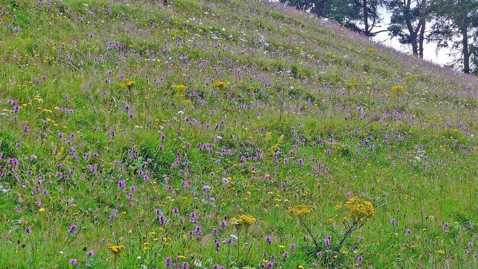 Wildflowers