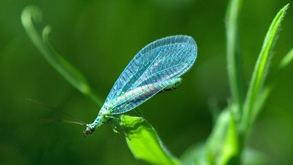 A lacewing