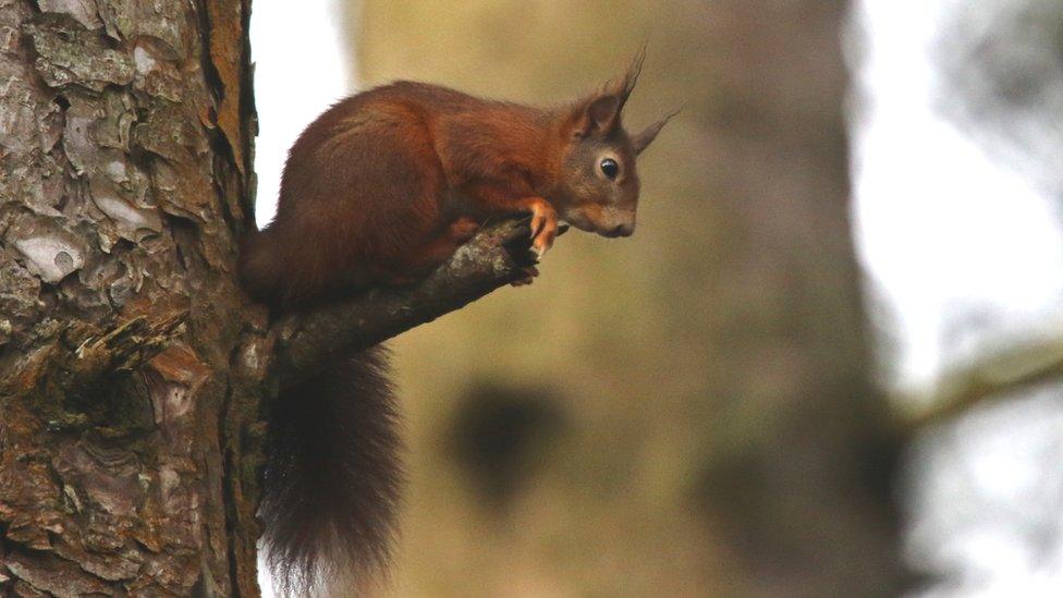 Red squirrel at Newborough Forest on Anglesey