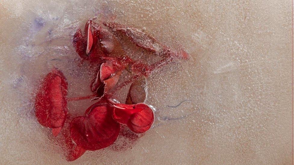 Frozen red flowers in ice