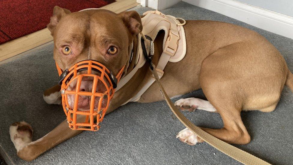 Lola pictured wearing an orange muzzle