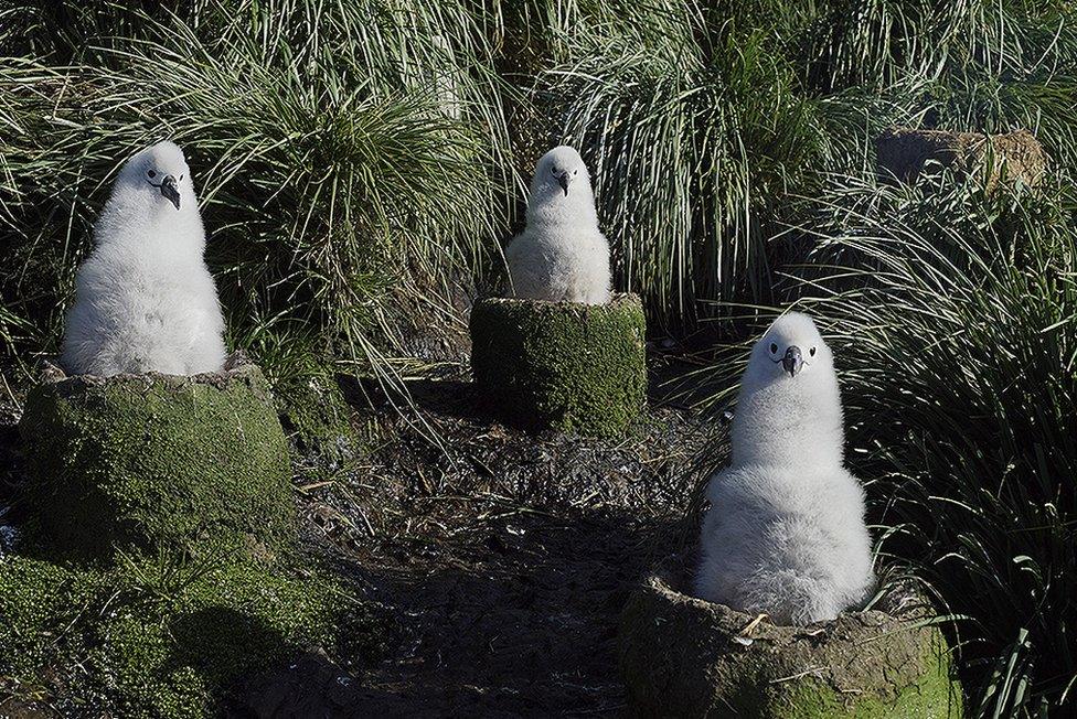 Albatross chicks