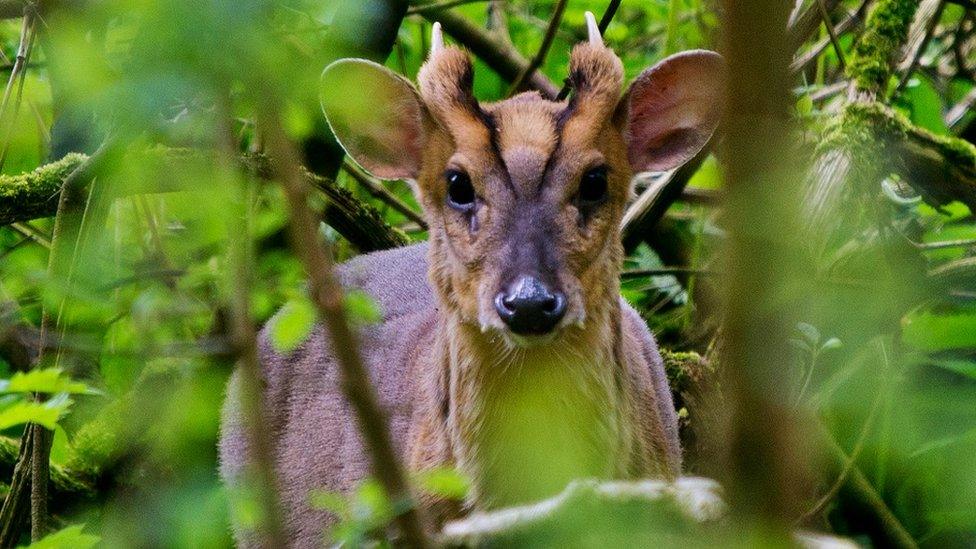 Muntjac deer