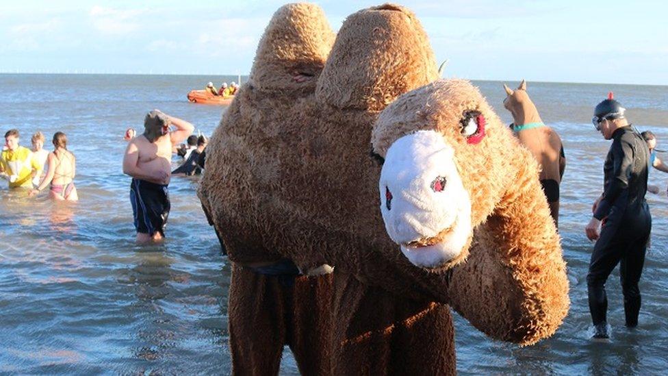 Camel in the sea at Llandudno