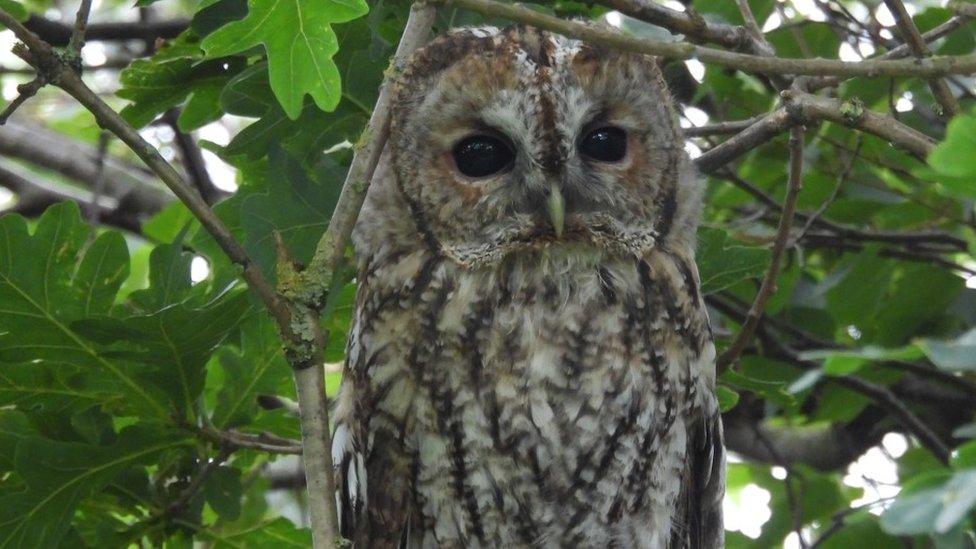 Tawny owl