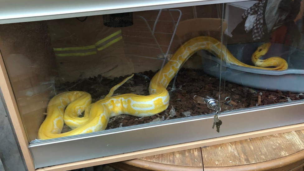 Venus the python