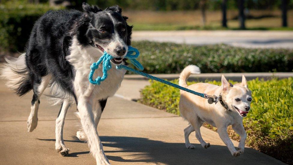 A black and white Border Collie holds the leash of a tan and white Chihuahua while both dogs walk.