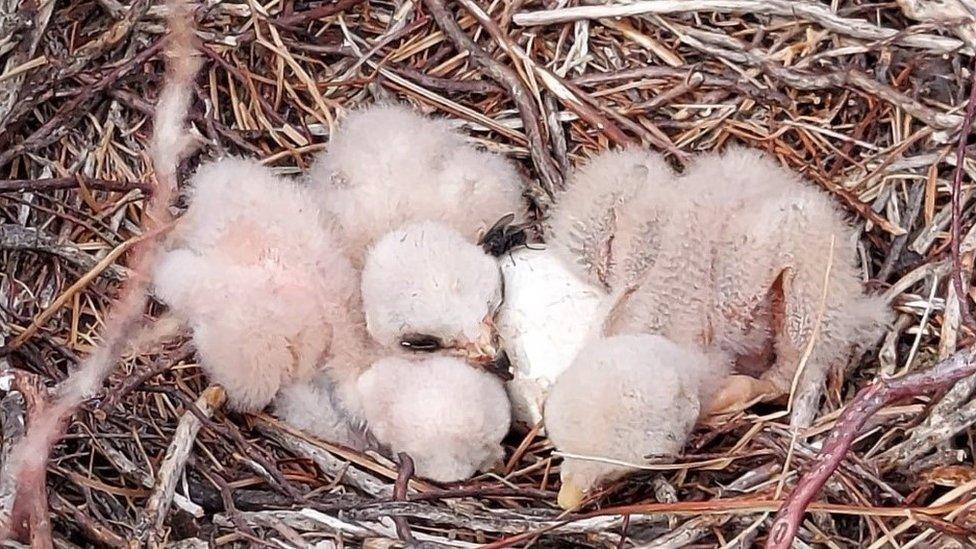 Hen harrier chicks