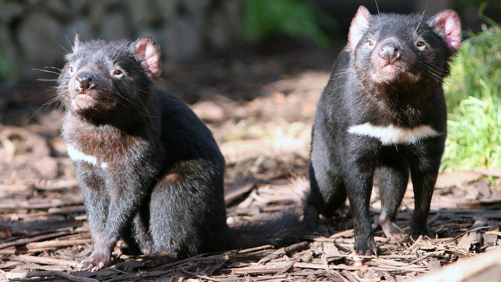 Tasmanian Devils