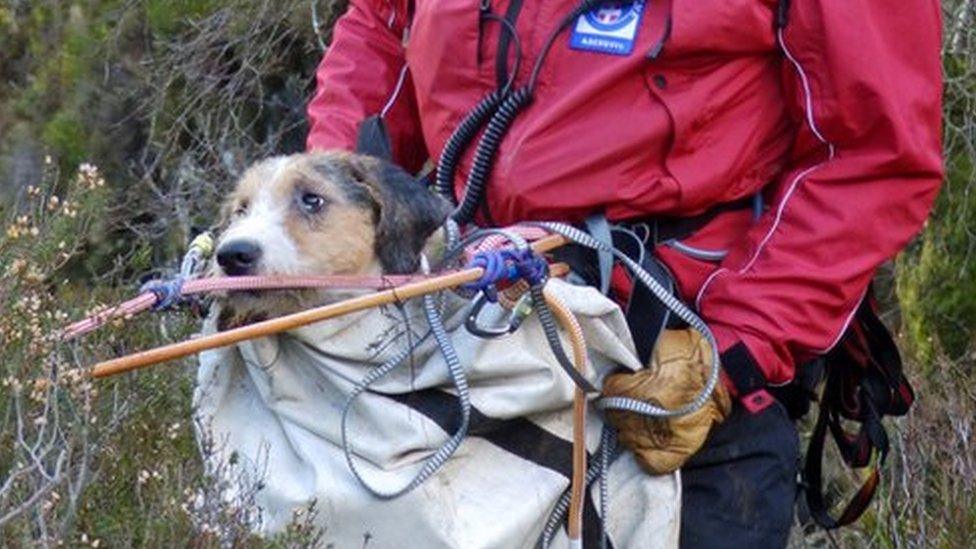 Dog rescued from gorge