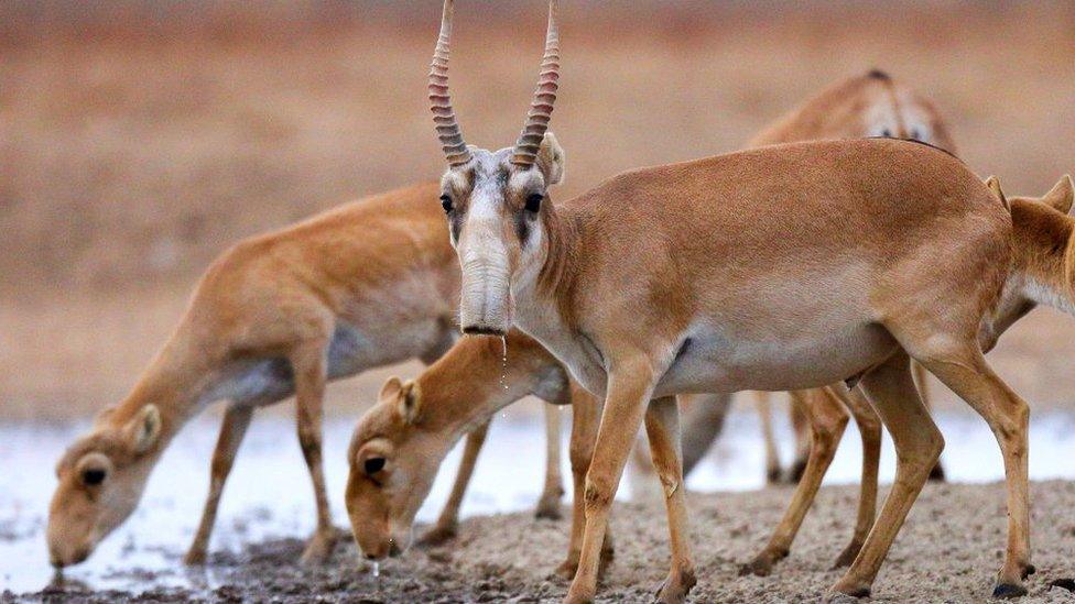 saiga