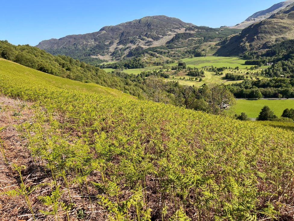 bracken general view